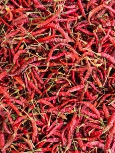 Teja Dry Red Chilli By Mahendra Food Agro Industry