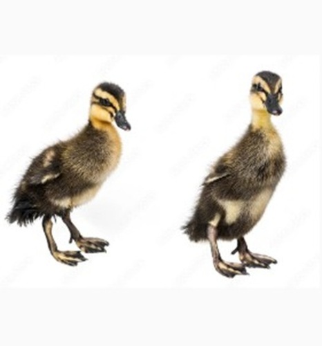 Indian Runner Duck Chicks