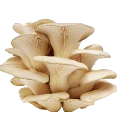 Button Mushrooms