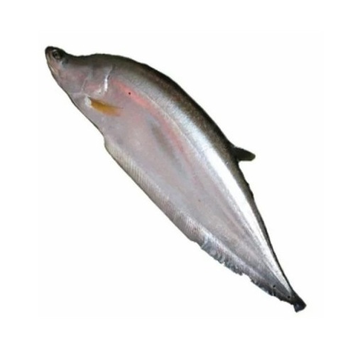 Chital Fish