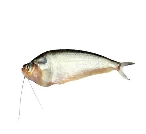 Pabda Fish
