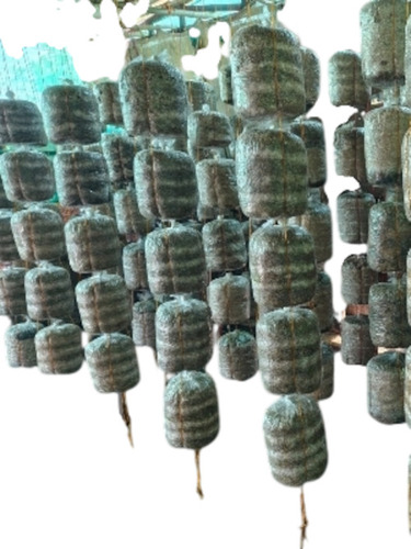 Dried Mushroom