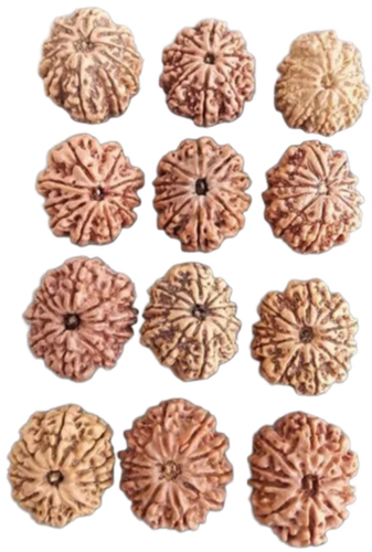 10 Face Rudraksha - Color: Brown