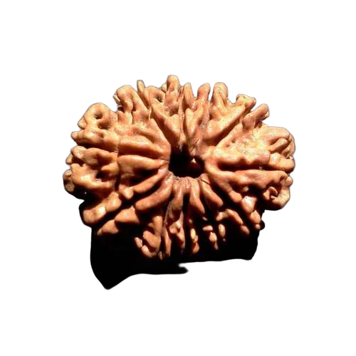 11 Face Rudraksha - Color: Brown
