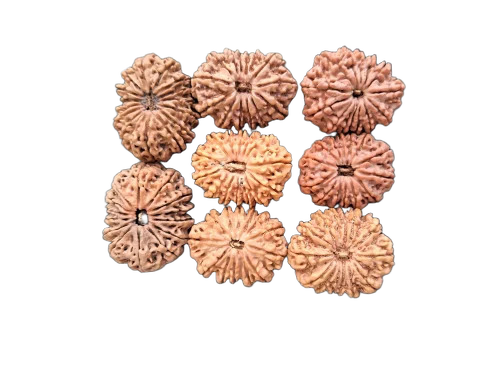 14 Face Rudraksha - Color: Brown