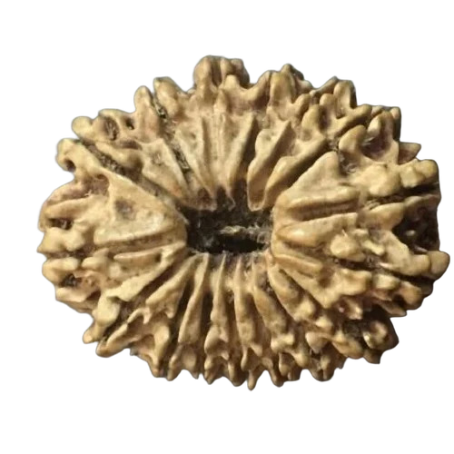 17 Mukhi Nepali Rudraksha - Color: Brown