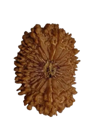 20 Mukhi Rudraksha - Color: Brown