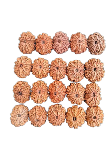 Brown 12 Face Rudraksha - Features: Durable