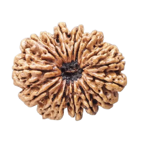 Brown 15 Mukhi Rudraksha Beads - Features: Durable