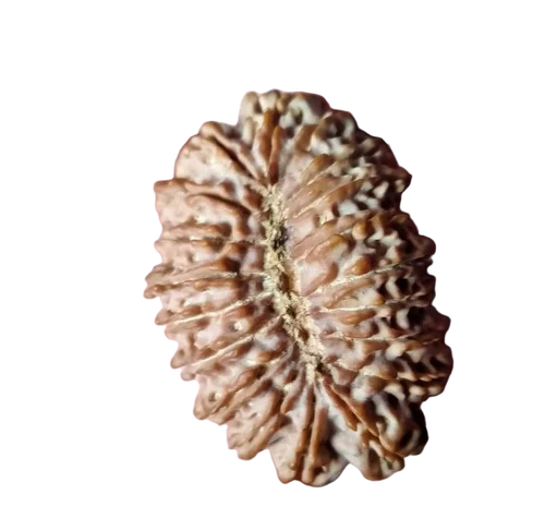 Brown 19 Mukhi Rudraksha - Features: Durable