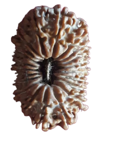 Brown 21 Mukhi Nepali Rudraksha - Features: Durable