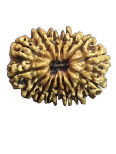 Brown Round 15 Mukhi Nepali Rudraksha - Features: Durable