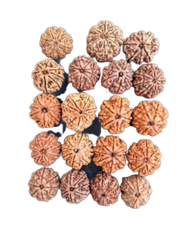 Brown Round 8 Face Rudraksha - Features: Durable