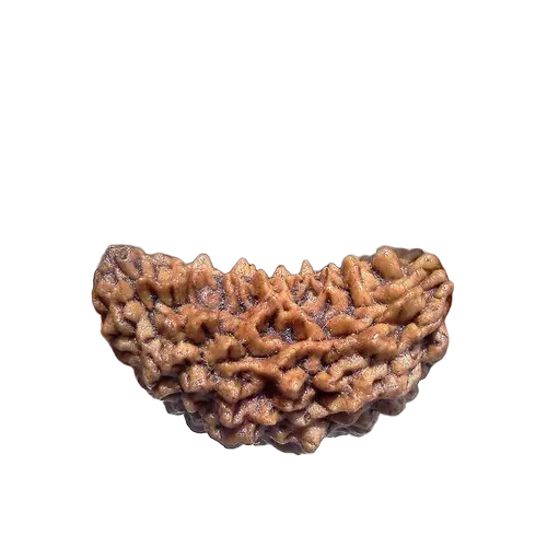 Round 1 Face Rudraksha - Color: Brown