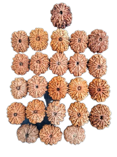 Round 11 Mukhi Rudraksha