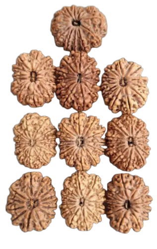 Round 13 Face Rudraksha - Color: Brown