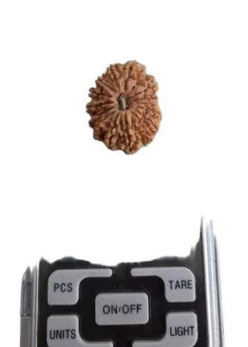 Round 14 Mukhi Rudraksha - Color: Brown