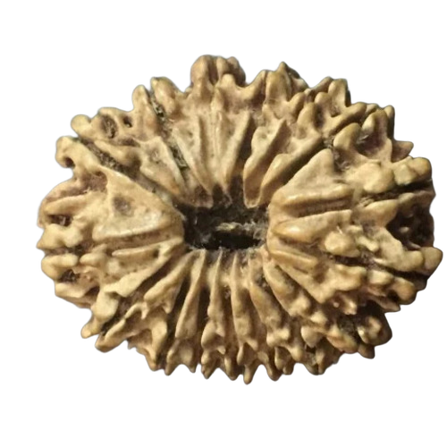 Rudraksha