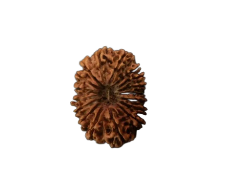 Round 18 Mukhi Rudraksha