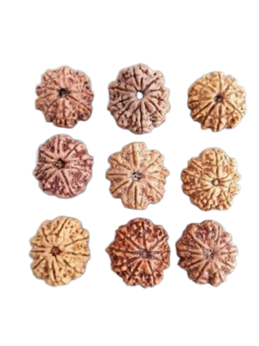 Round 9 Face Rudraksha - Color: Brown