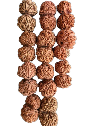 Round Gaurishankar Rudraksha - Color: Brown