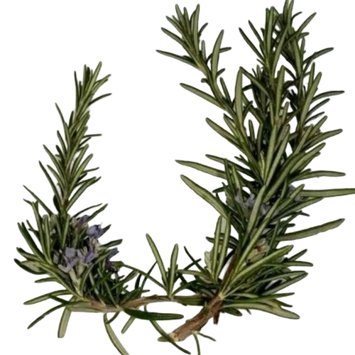 Dry Rosemary Leaves Herbs
