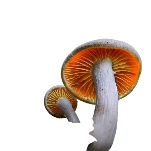 Fresh Mushrooms - Color: White