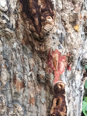 Lohagaal Herb (Bark)
