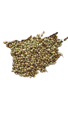 Coriander Seed