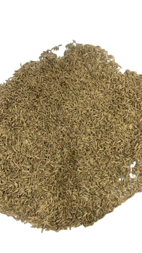 Jeera Seed