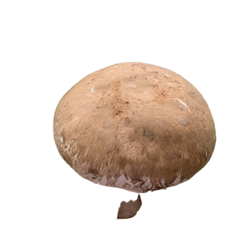 A Grade Fresh Portobello Mushroom