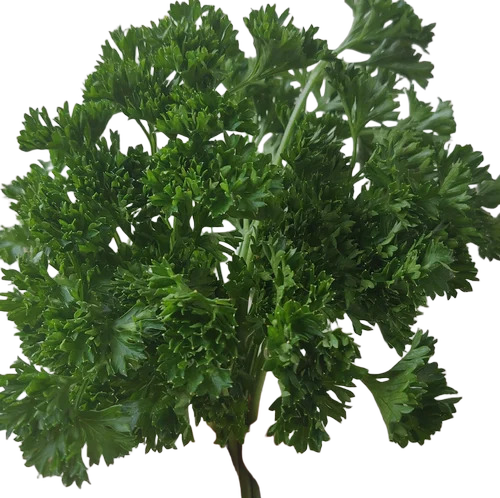 Curly Parsley Leaves