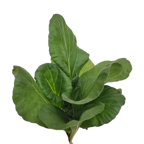 Green Fresh Tatsoi Leaves