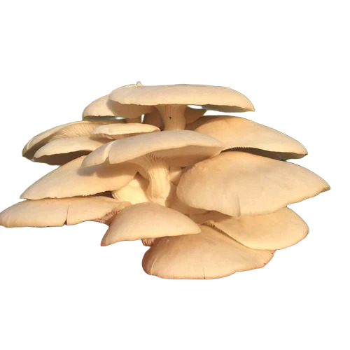 Oyster Mushroom