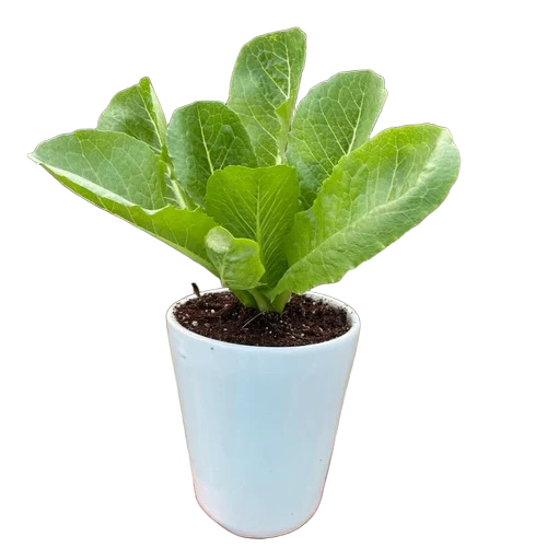 Potted Romaine Lettuce