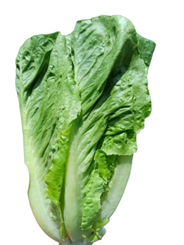 Romaine Lettuce Vegetable