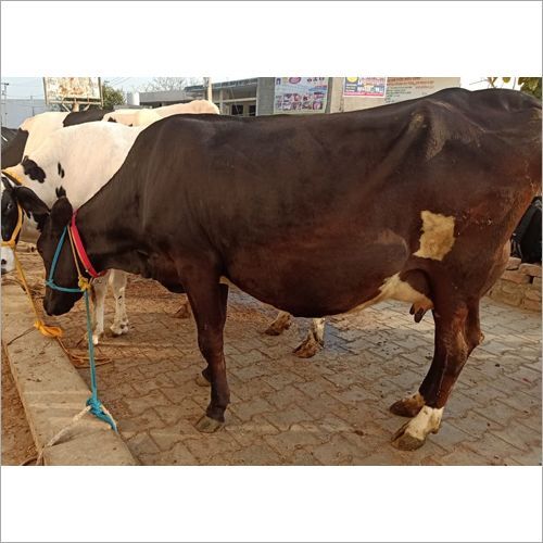 देशी नस्ल की गाय