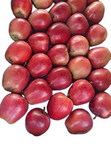 Fresh Apples - Cultivation Type: Common