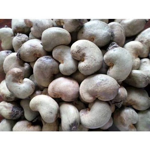 Organic Cashew Nut Shell - Color: White