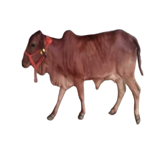 Sahiwal Cow