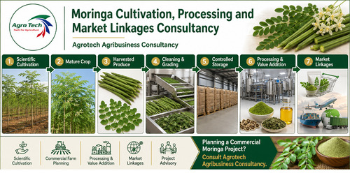 Commercial Moringa Farming And Processing Project Consultancy Service