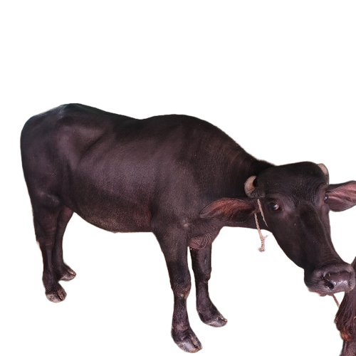 Buffalo 1.5 Year