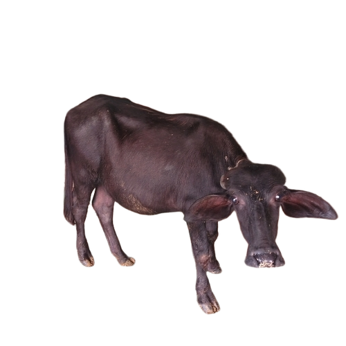 Buffalo 1 Year