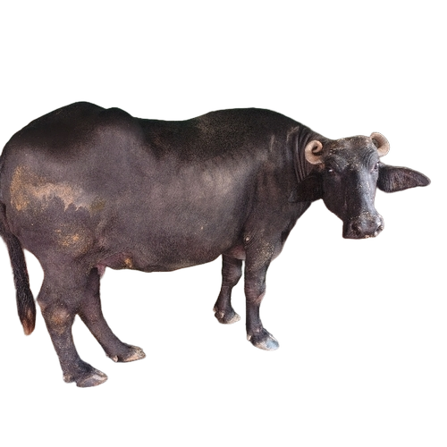 Buffalo