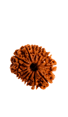 12 Mukhi Rudraksha - Shape: Round