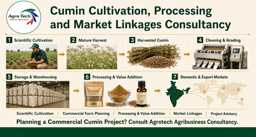 Commercial Cumin Farming and Processing Project Consultancy Service