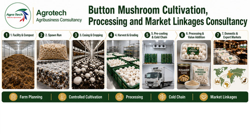 Commercial Button Mushroom Farm And Processing Project Consultancy