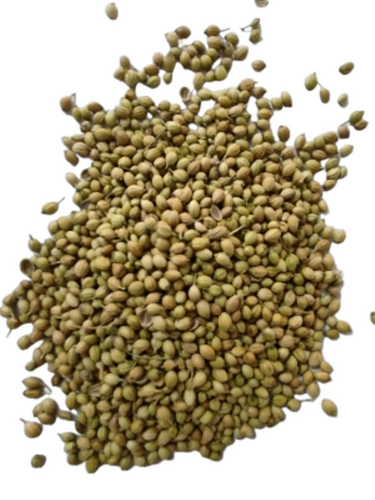 Coriander Seeds - Purity: Upto 99.9%