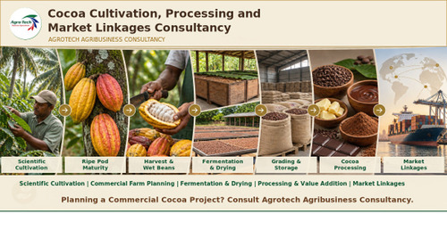 Commercial Cocoa Farming And Processing Project Consultancy