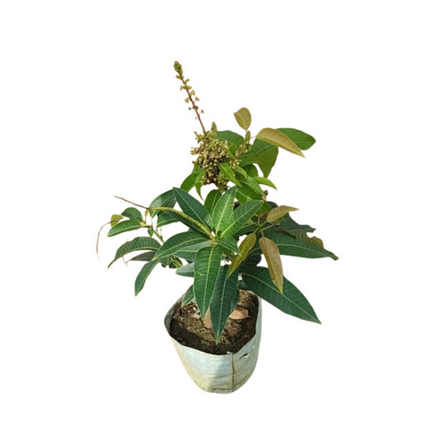Mango Plant